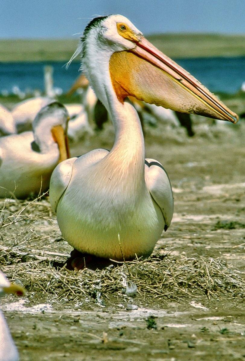 White Pelican (Pelecanus onocrotalus) Creator: Foster, John Source: CD#1_2439 Publisher: U.S. Fish and Wildlife Service Rights: public domain {{PD-USGov-FWS}} Knob already missing
